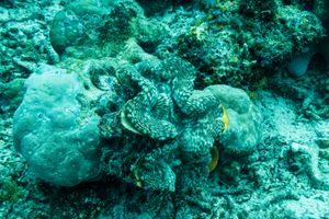 Fluted Giant Clam