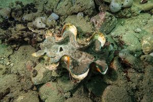 Fluted Giant Clam