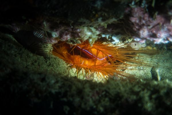 Electric Fileclam - Photo 9