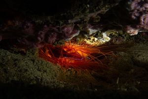 Mollusks representative species