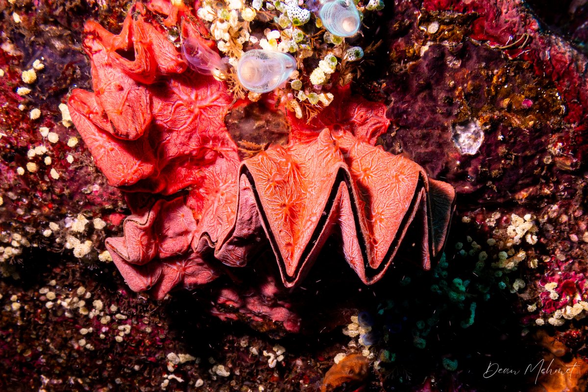 Cockscomb Oyster hero image