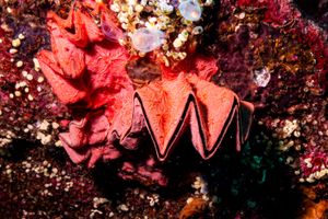 Cockscomb Oyster
