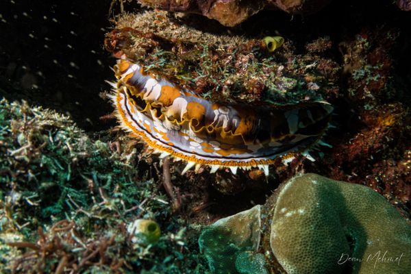 Giant thorny oyster