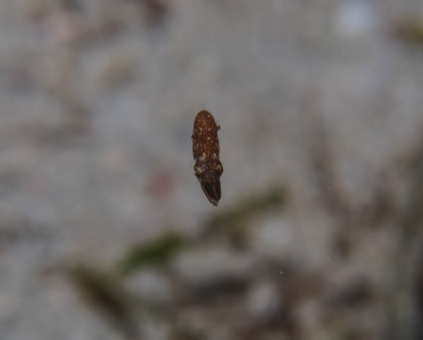 Southern Pygmy Idiosepiid - Puerto Galera - 10 June 2025 - Dive 3