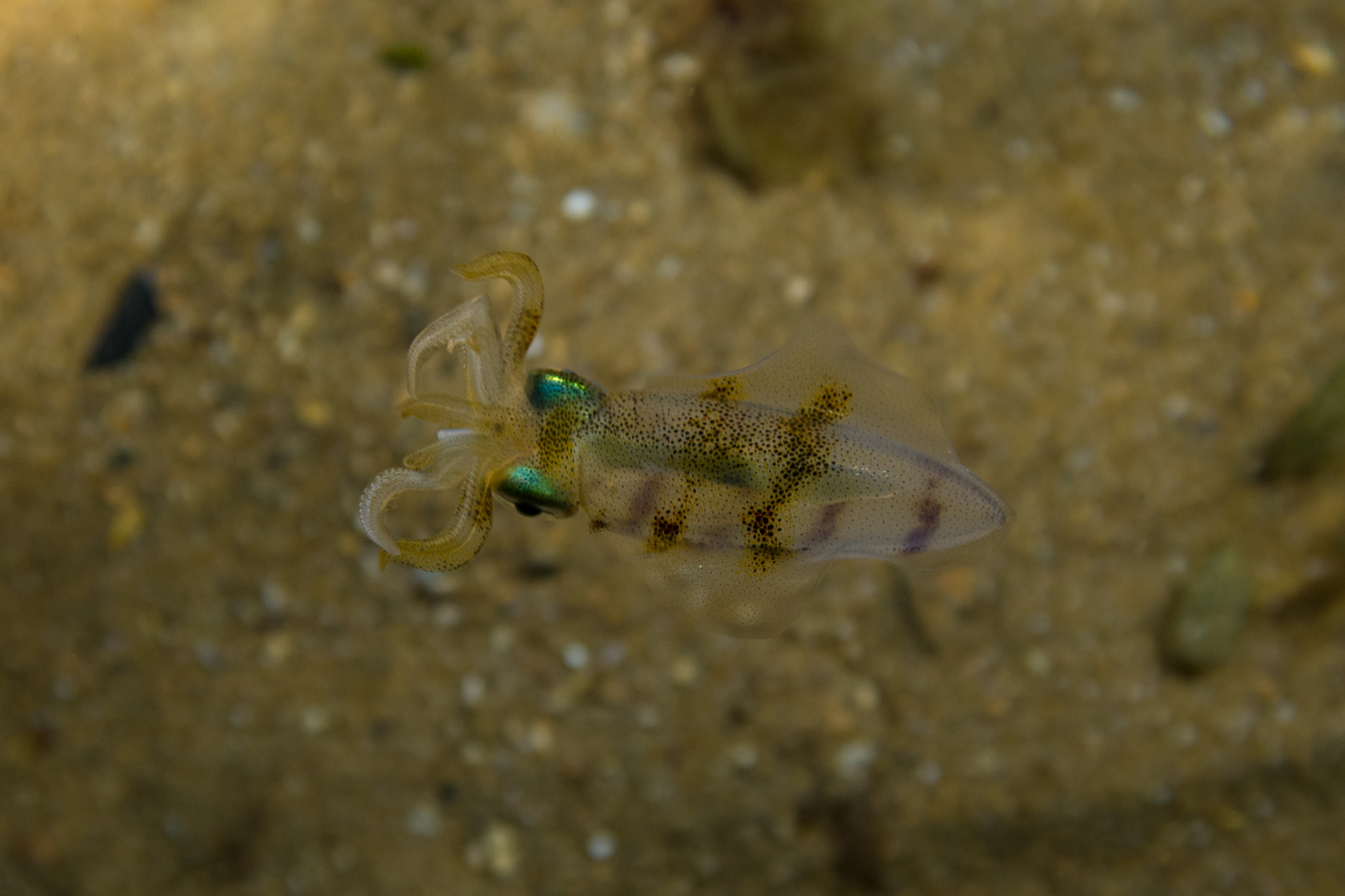 Southern Calamari Squid