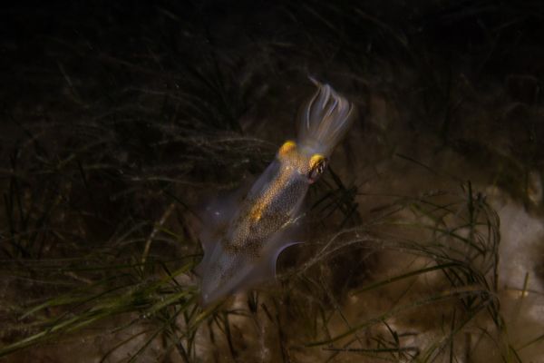 Southern Calamari Squid - Photo 2