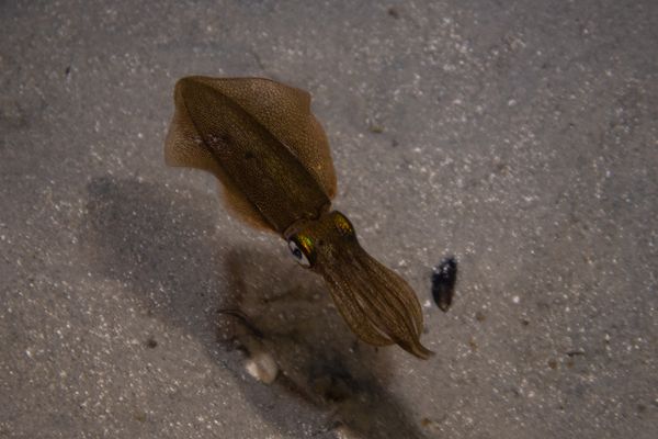Southern Calamari Squid - Photo 3