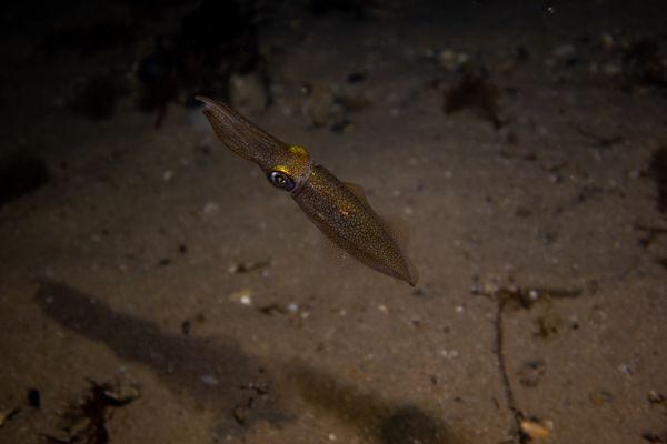 Southern Calamari Squid - Photo 4