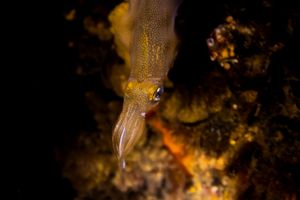 Cephalopod Encounters