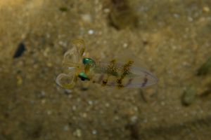 Southern Calamari Squid