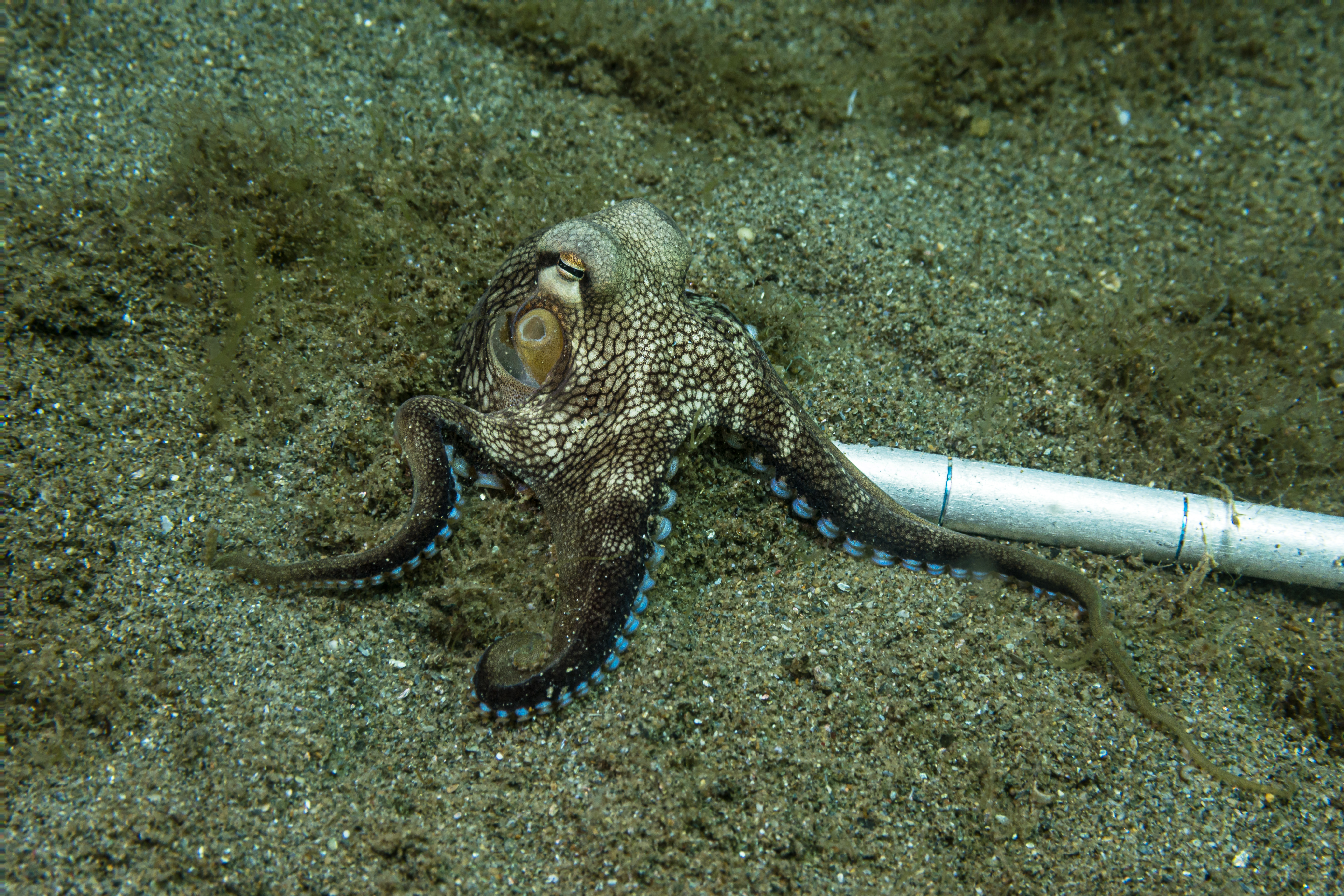 Coconut Octopus