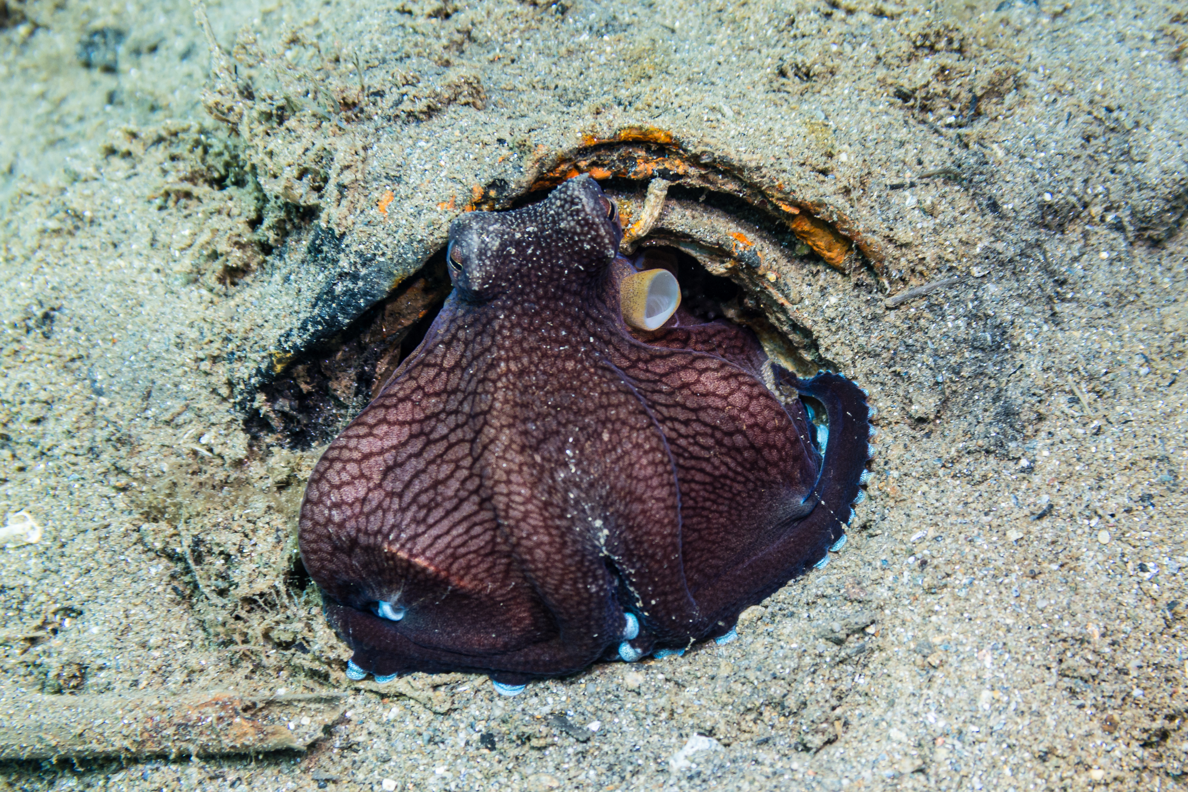 Coconut Octopus