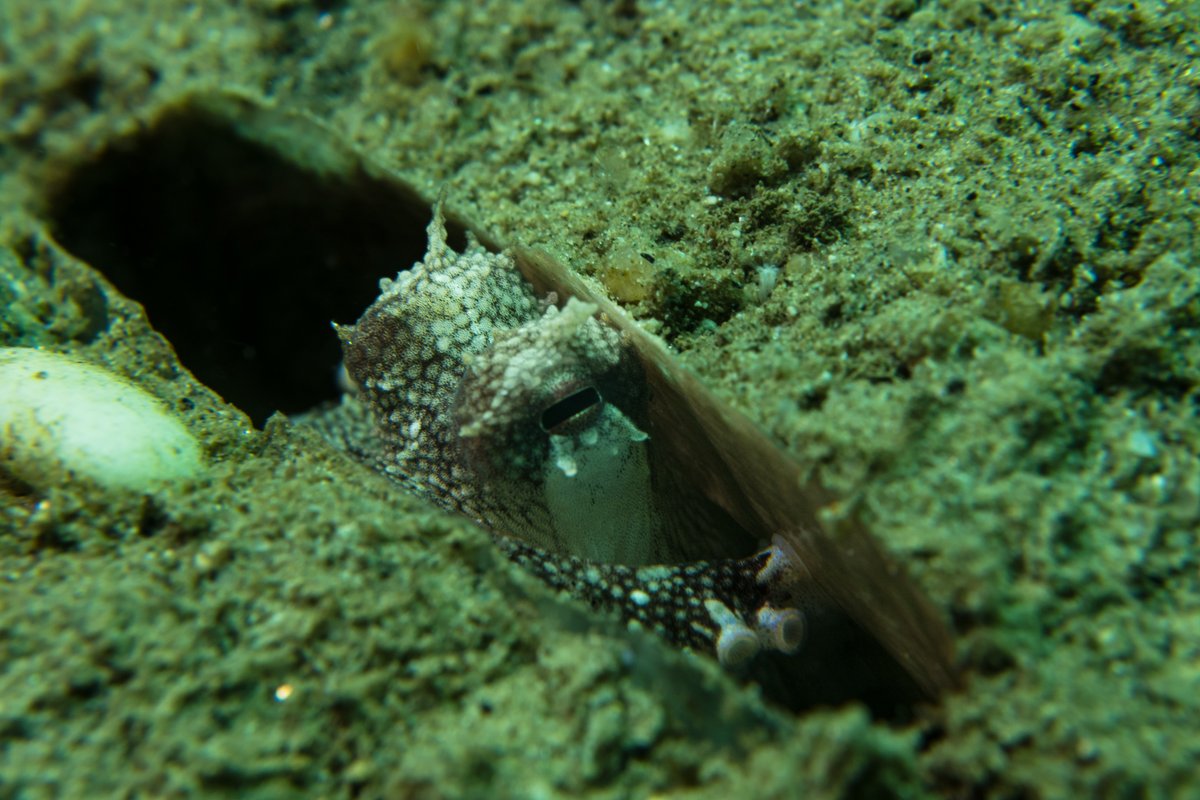 Coconut Octopus