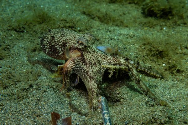 Coconut Octopus