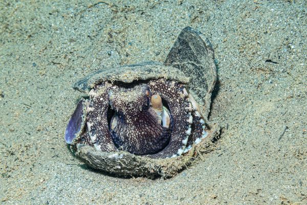 Coconut Octopus