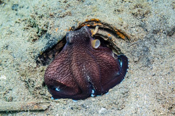 Coconut Octopus