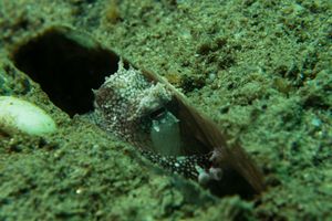 Cephalopods representative species