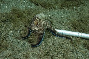 Coconut Octopus