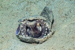 Coconut Octopus