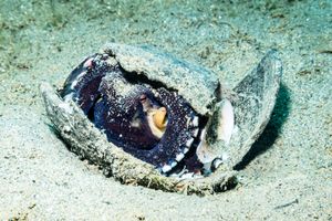 Coconut Octopus