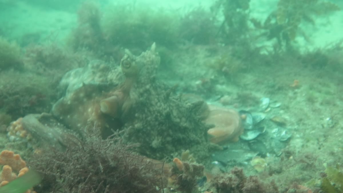 New Zealand Octopus