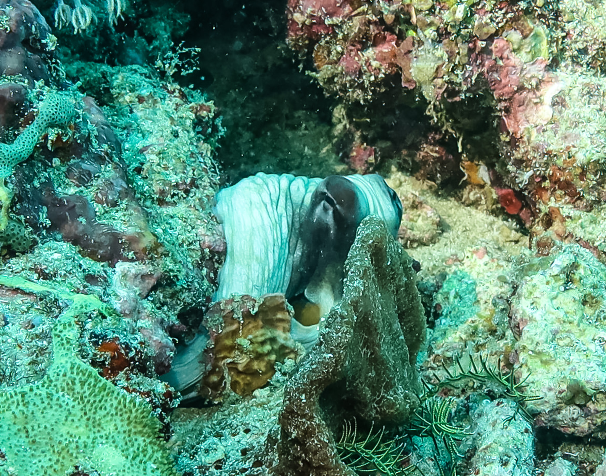 Day Octopus