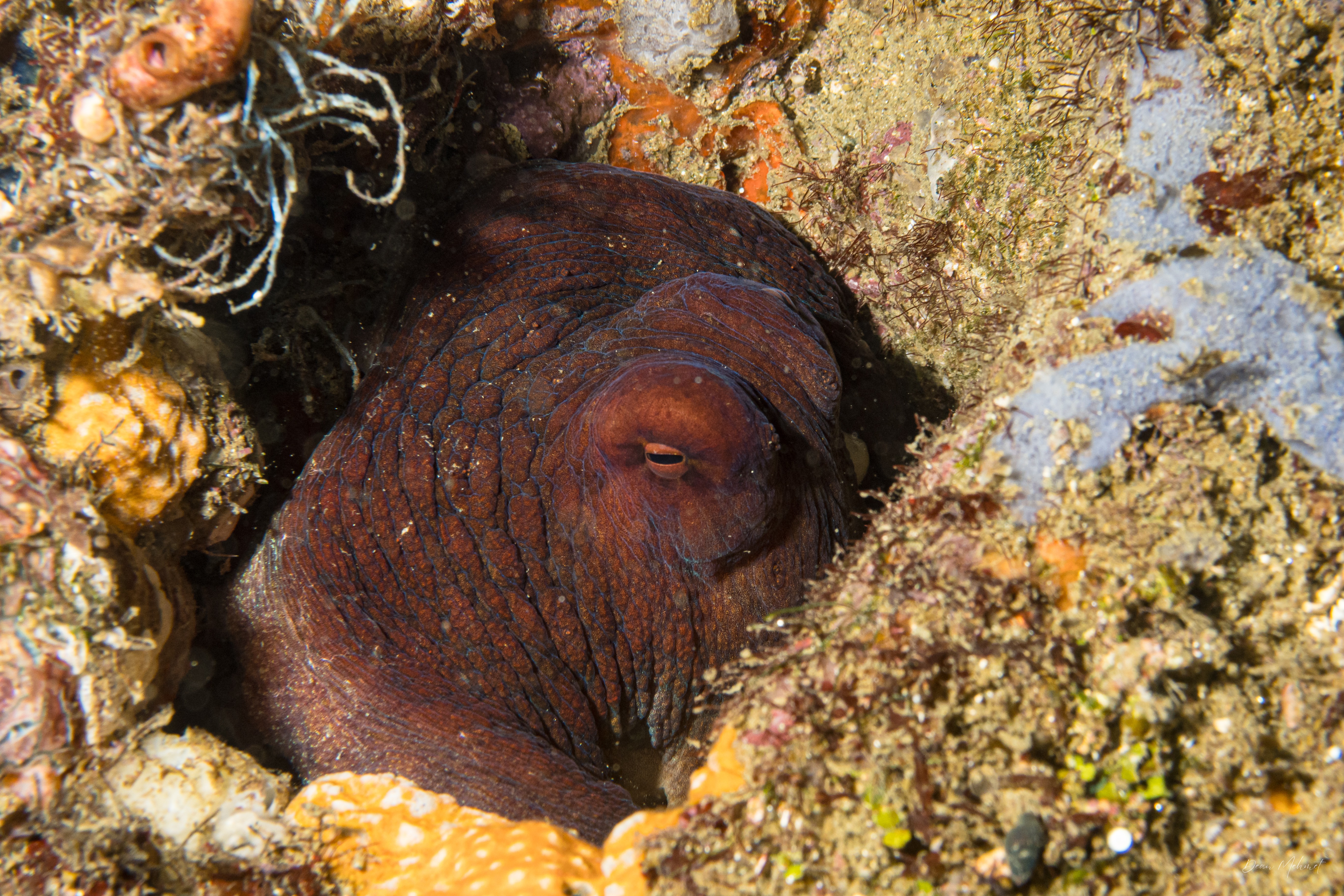 Day Octopus