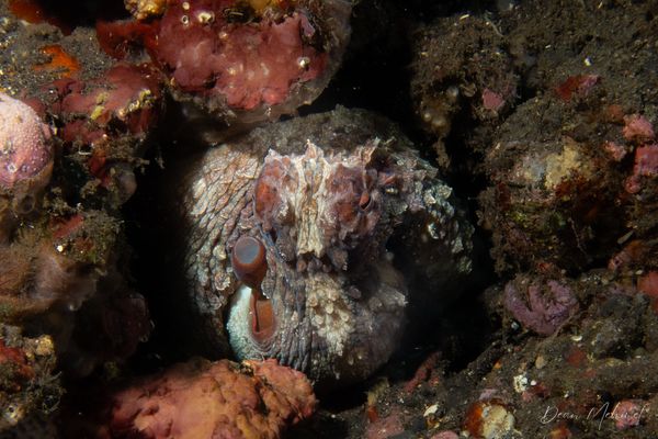 Day Octopus