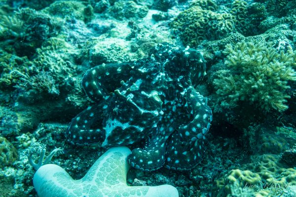 Day Octopus - Malapascua, PH - 4 August 2026 - Dive 1 - Kimud Shoal