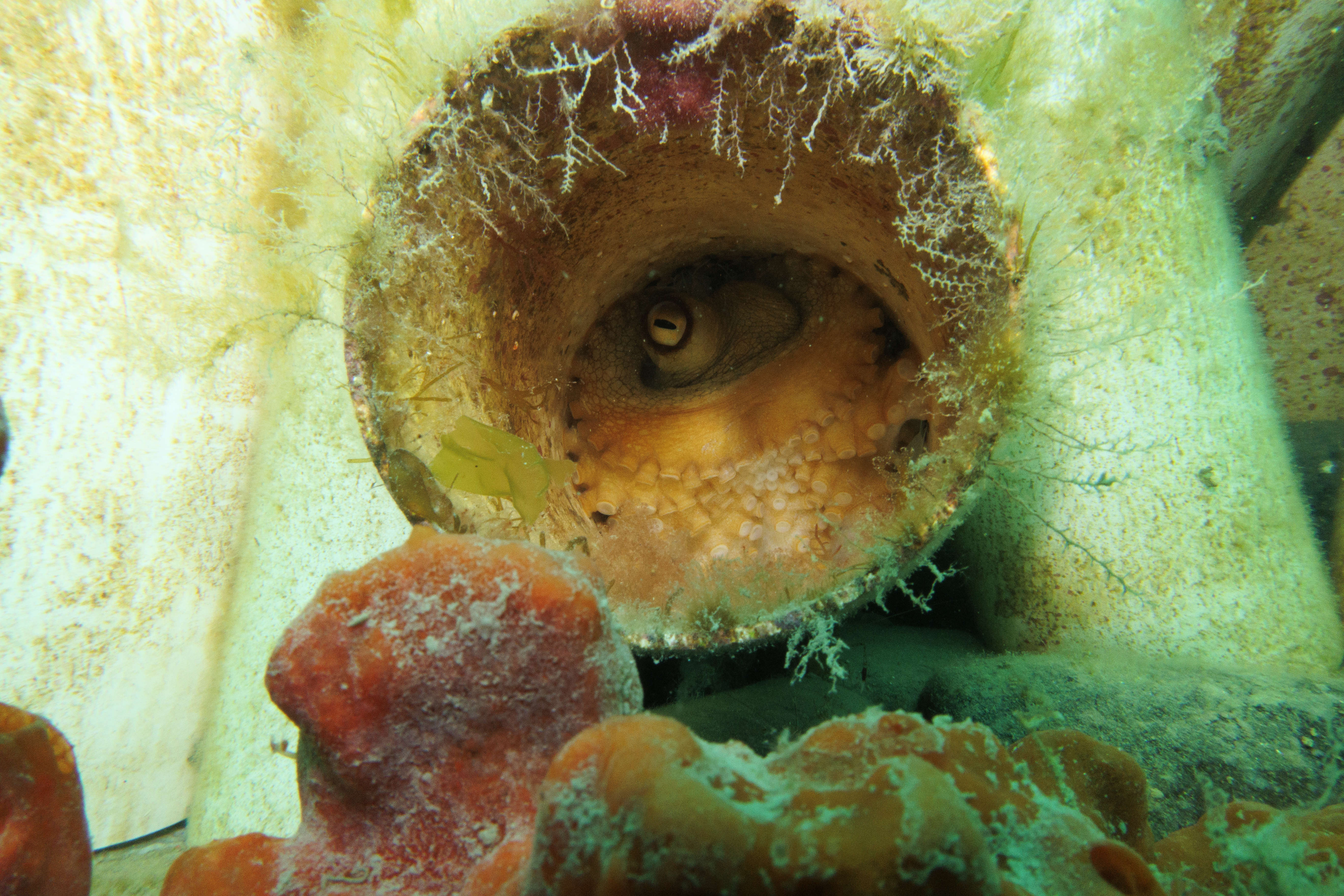 Pale Octopus