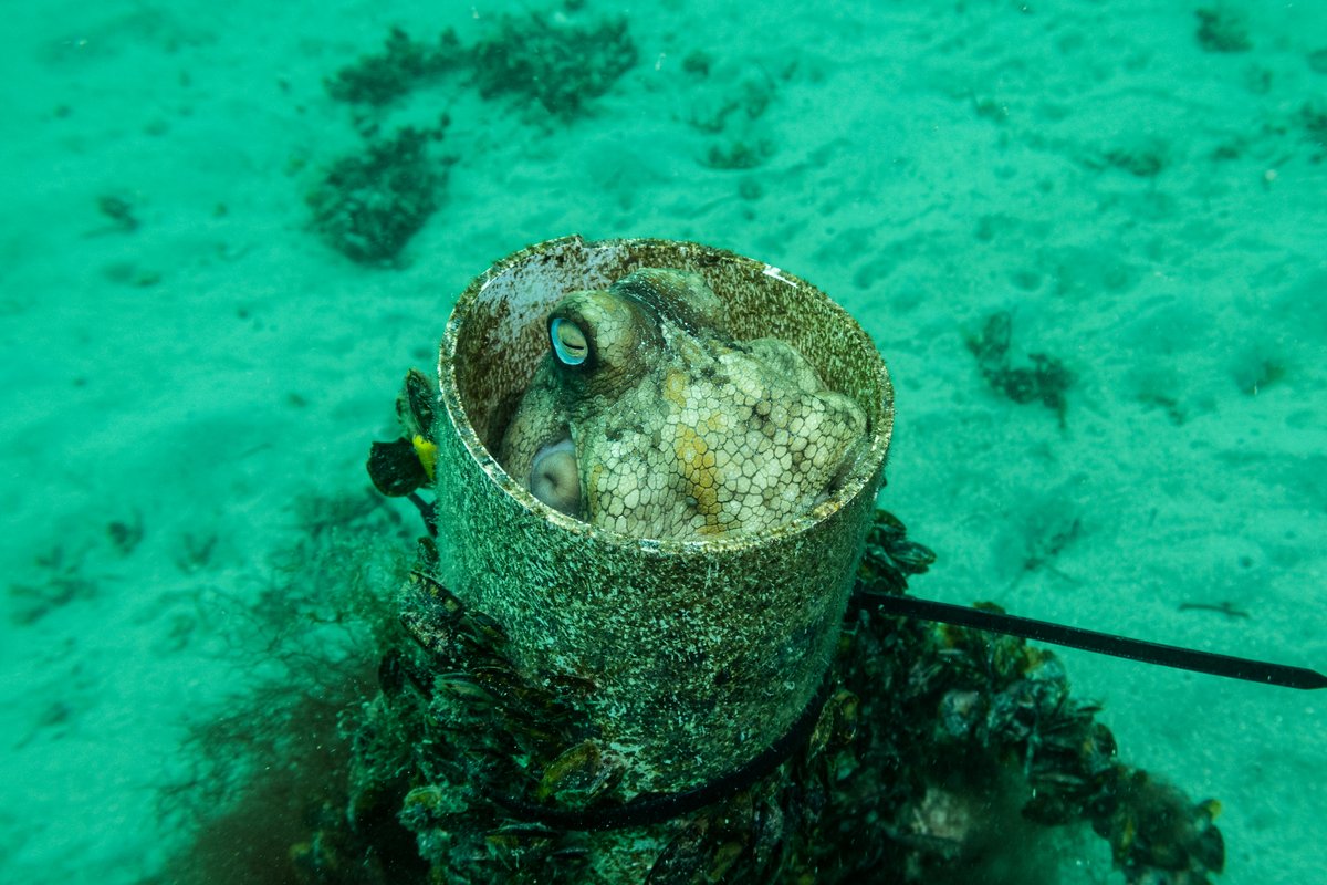 Pale Octopus hero image
