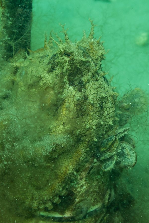 Pale Octopus - Photo 4