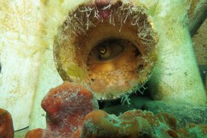 Southern Blue-ringed Octopus