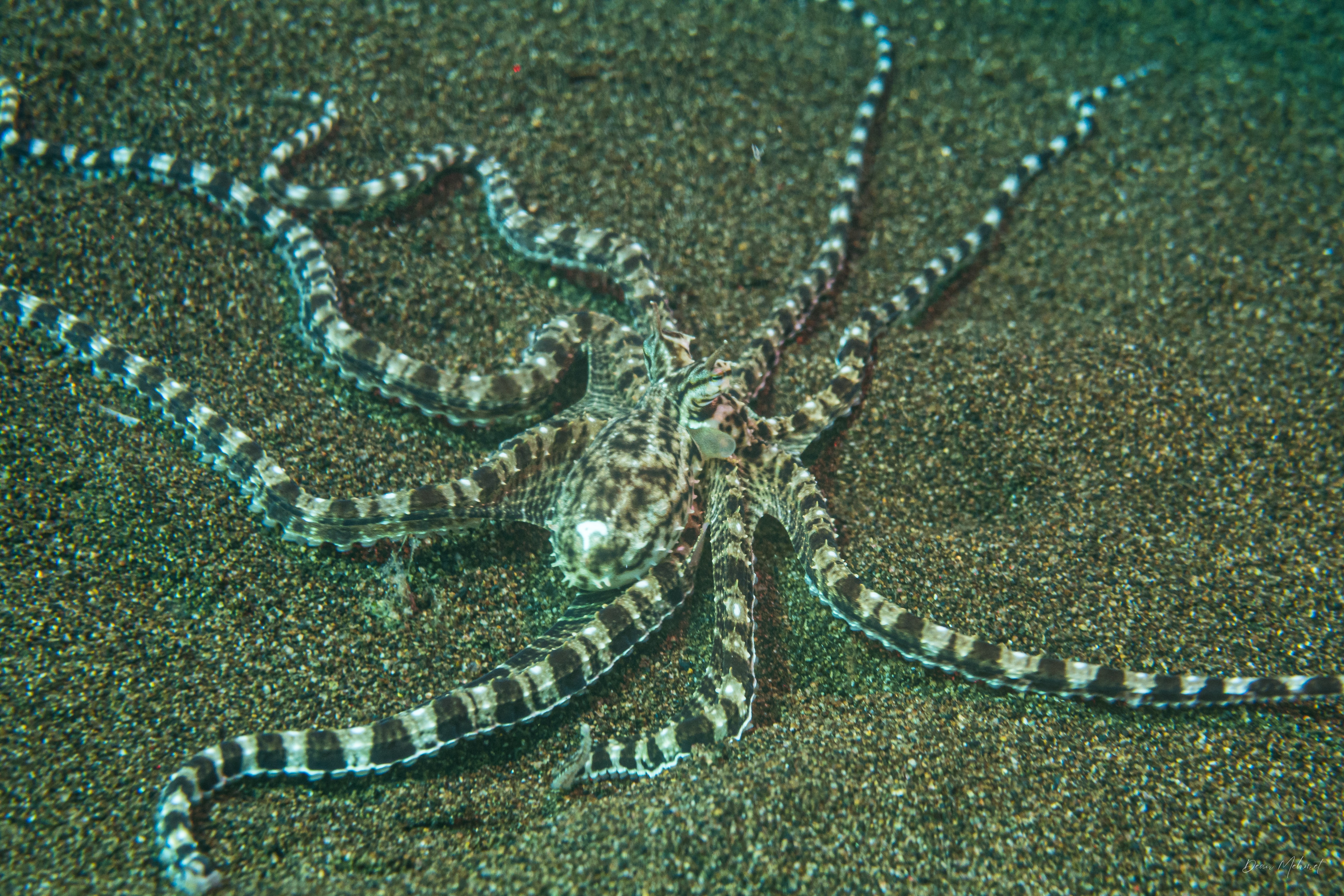 Mimic Octopus