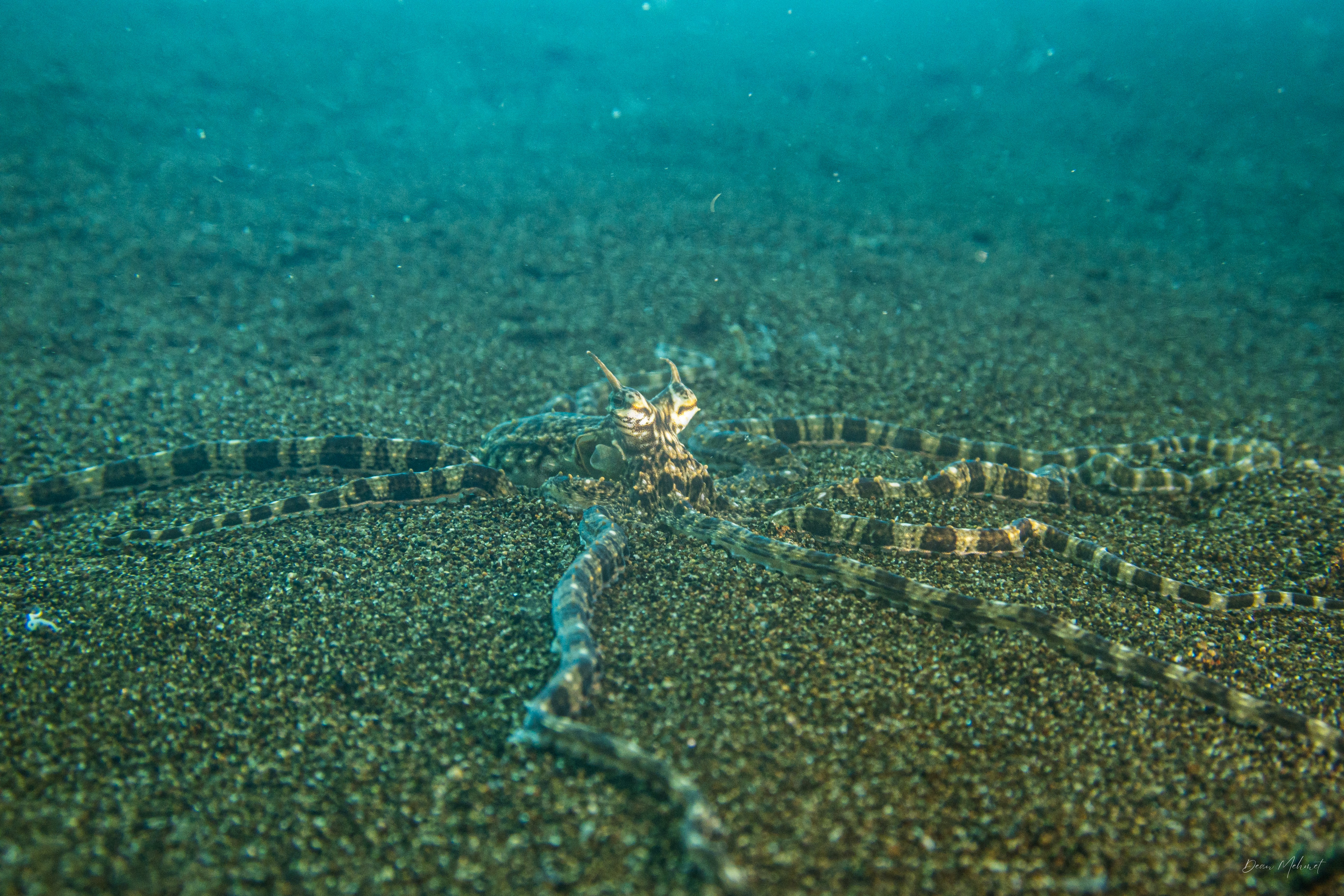 Mimic Octopus