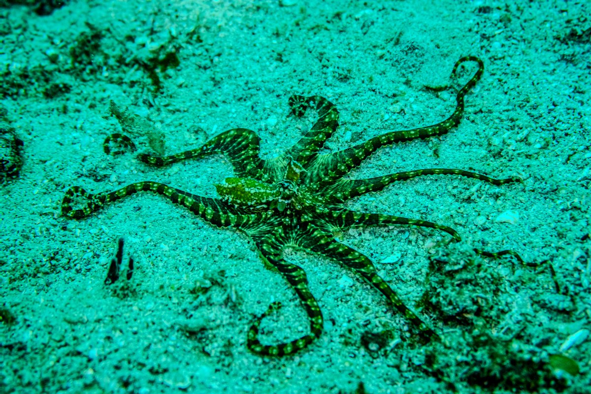 Mimic Octopus