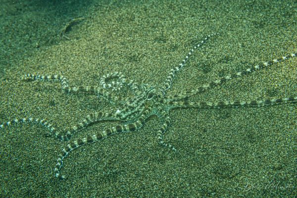 Mimic Octopus