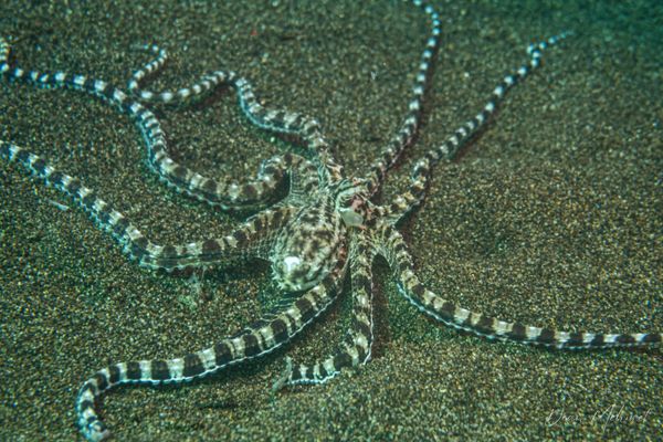 Mimic Octopus