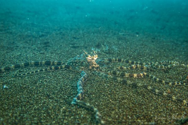 Mimic Octopus