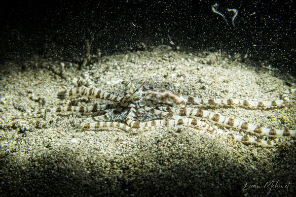 Mimic Octopus