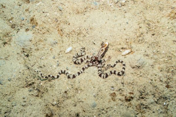 Mimic Octopus