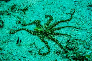 Mimic Octopus