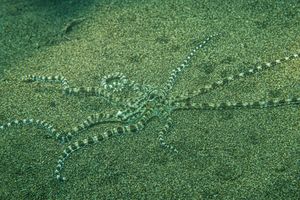 Mimic Octopus
