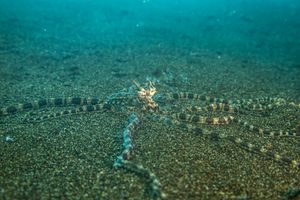 Mimic Octopus