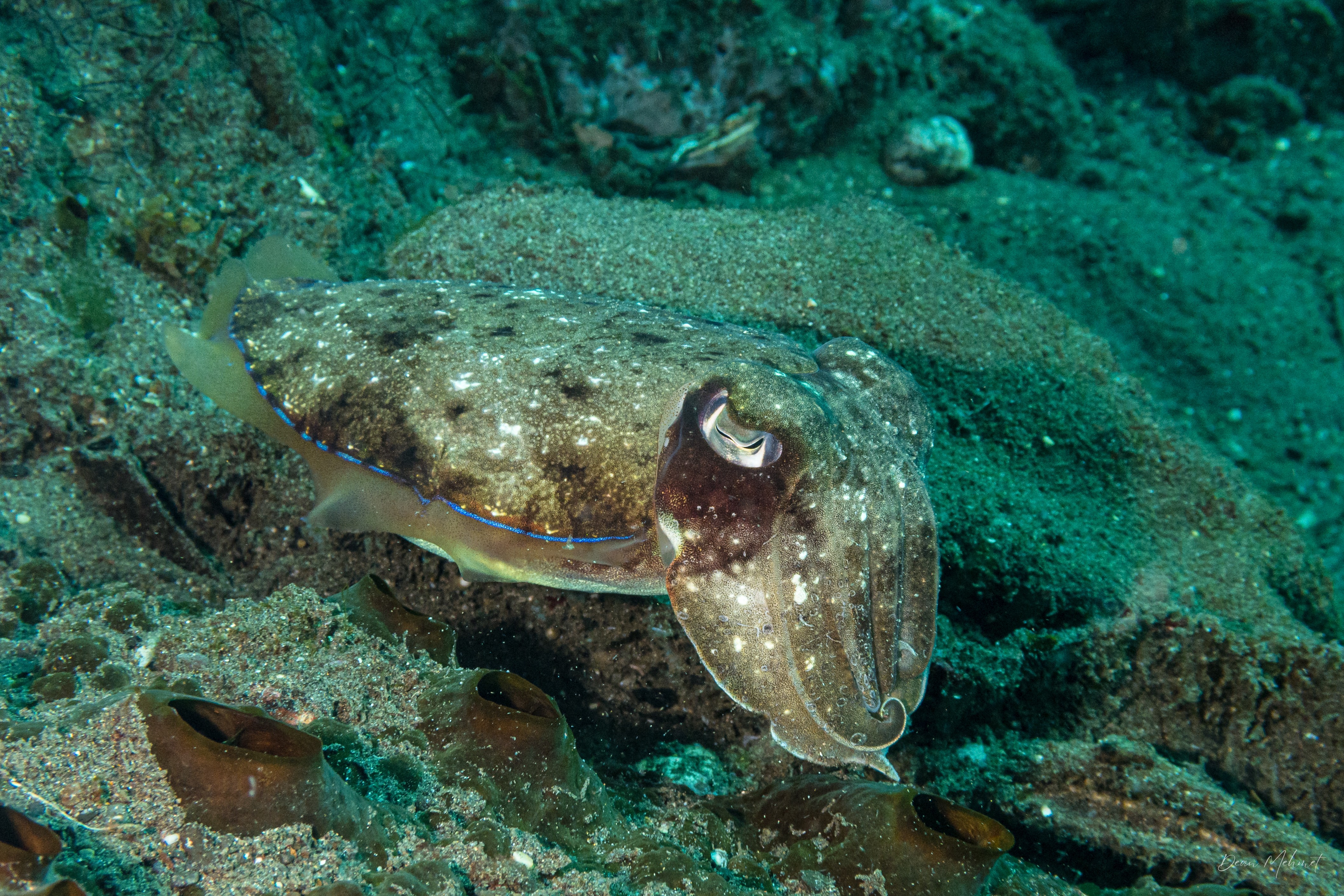 Pharaoh Cuttlefish