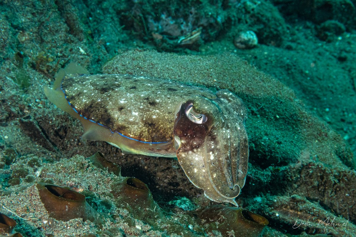 Pharaoh Cuttlefish hero image