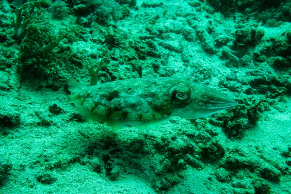 Pharaoh Cuttlefish - Photo 3