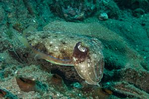 Pharaoh Cuttlefish
