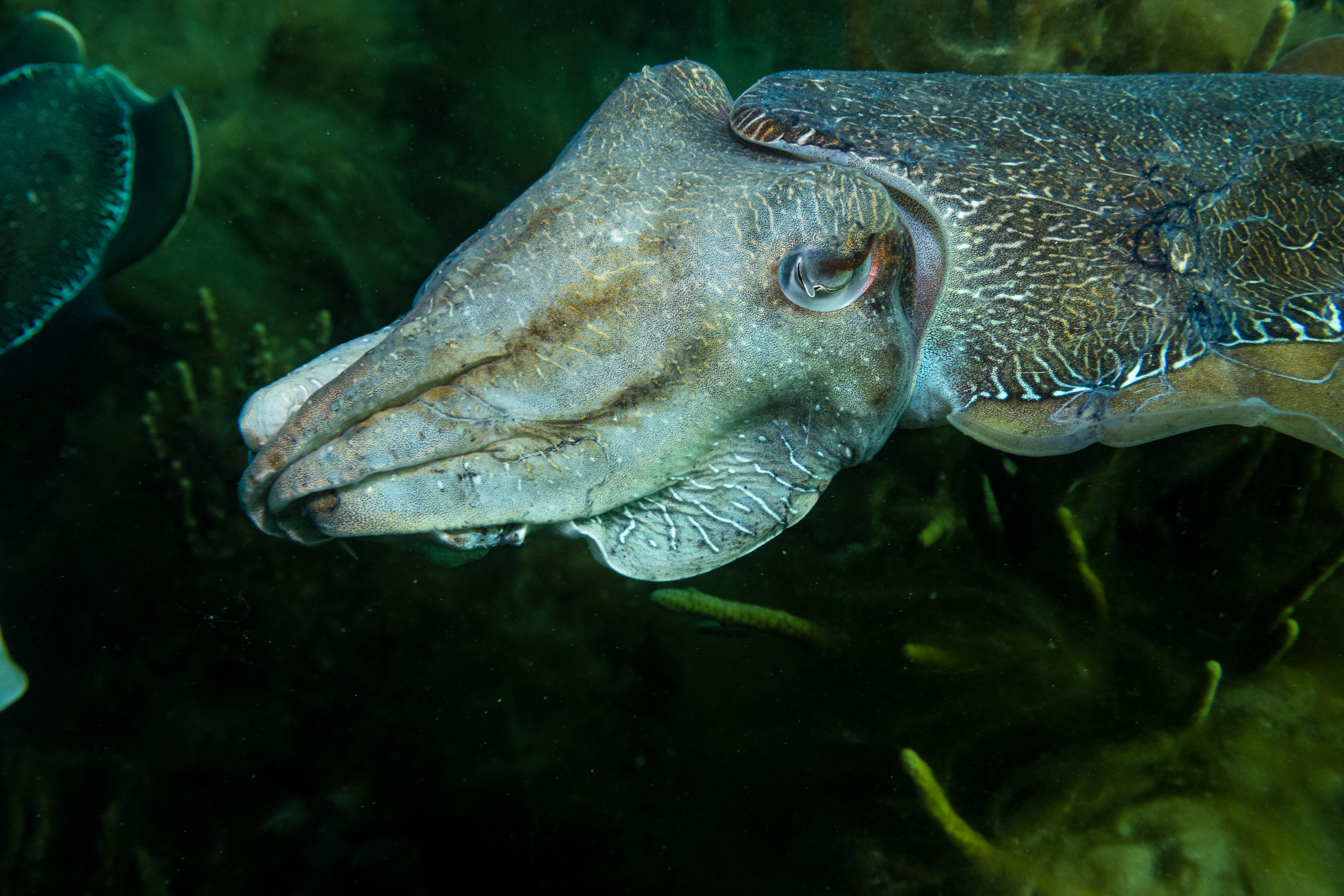 Australian Giant Cuttlefish