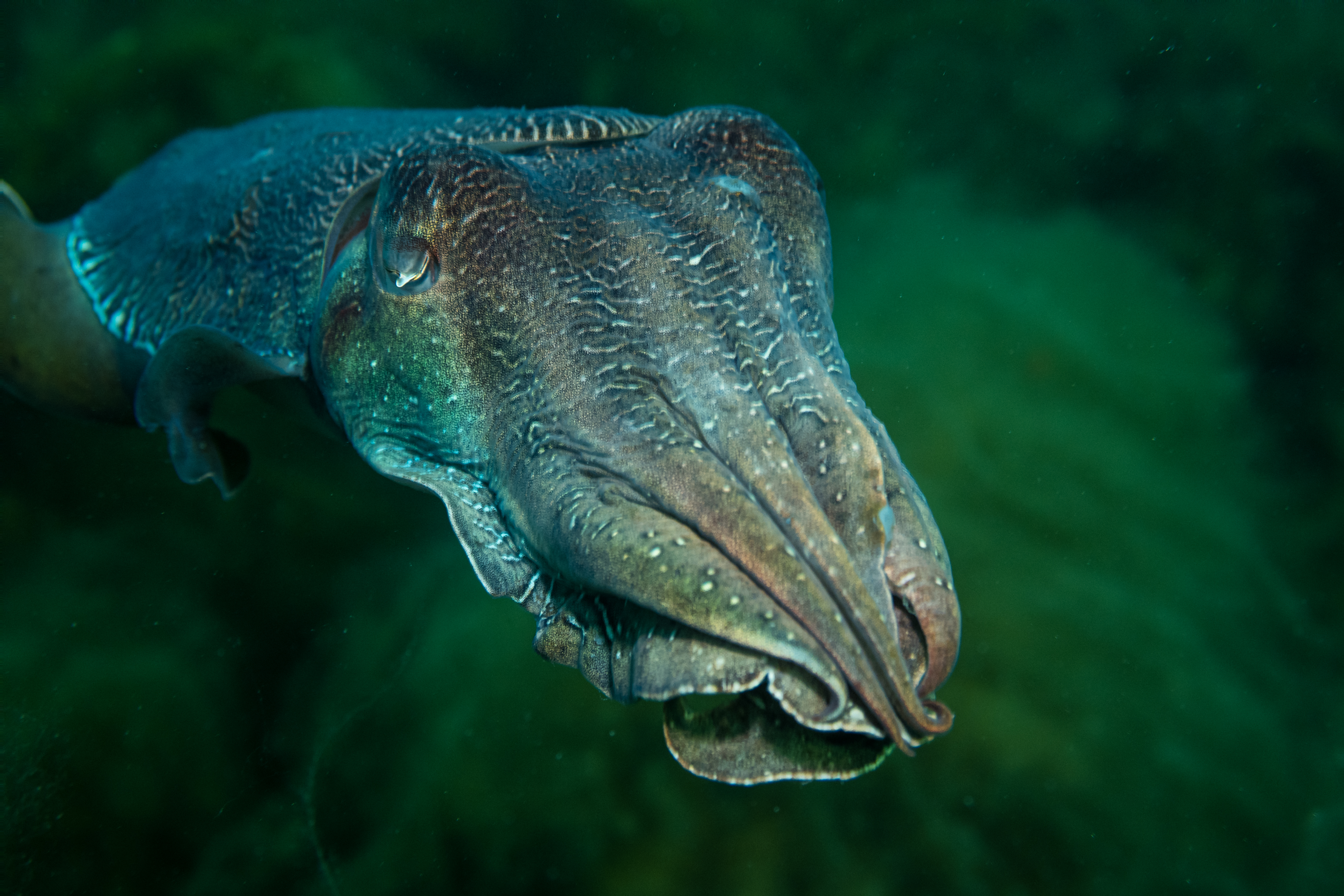 Australian Giant Cuttlefish